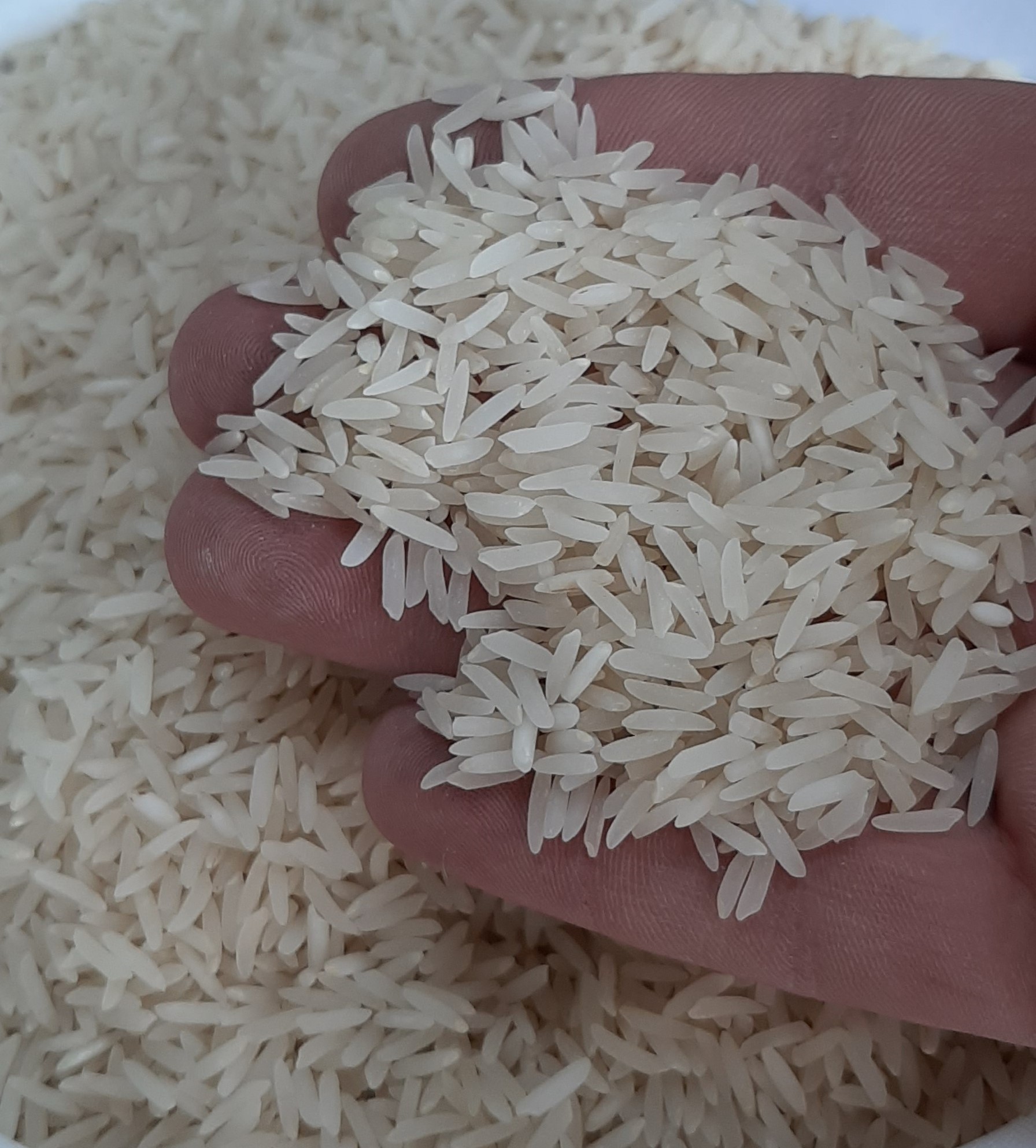 خصوصیات و ویژگی های برنج فجر